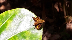 Oriens goloides