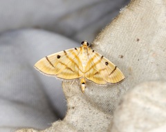 Notarcha tigrina