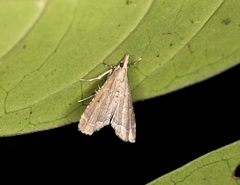 Diplopseustis perieresalis