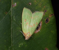 Doloessa viridis