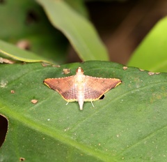 Endotricha minialis