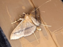 Filodes fulvidorsalis