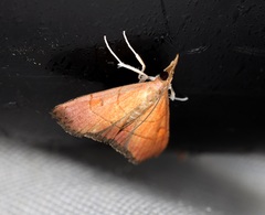 Hemiscopis sanguinea