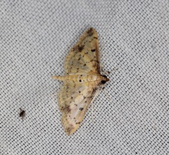 Herpetogramma cynaralis