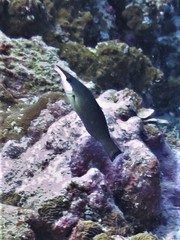 Gomphosus caeruleus