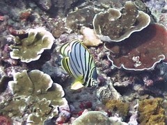 Chaetodon meyeri