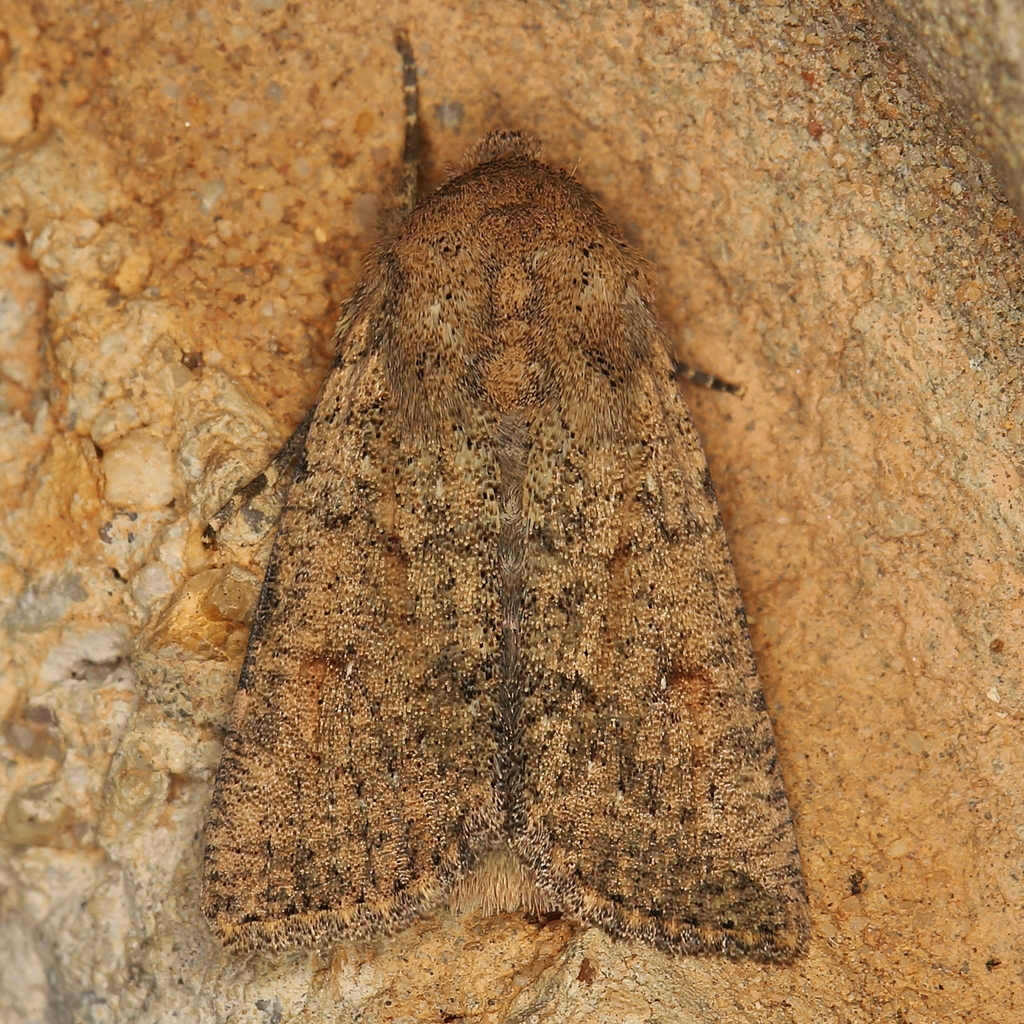 Mythimna phaeochroa