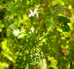 Scandix pecten-veneris