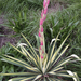 Yucca filamentosa variegata - Photo (c) goldentortoisebeetle,  זכויות יוצרים חלקיות (CC BY-NC), הועלה על ידי goldentortoisebeetle