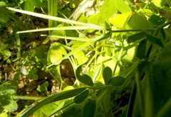 Scandix pecten-veneris