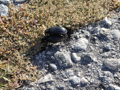iNaturalist observation photo of Beetles