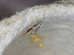 Epicephala lativalvaris