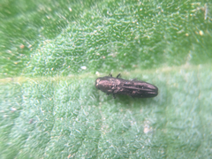 Paragrilus rugatulus