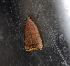 Dichomeris sandycitis