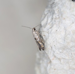 Epermenia