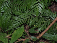 Pteris dispar