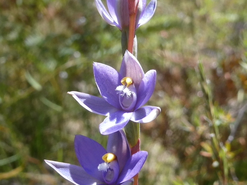 Blue Star Sun-orchid