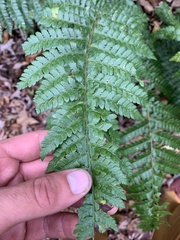 Polystichum braunii image