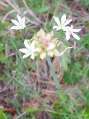 Allium canadense canadense