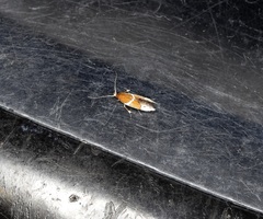 Promalactis longiuncata