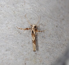 Stathmopoda stimulata