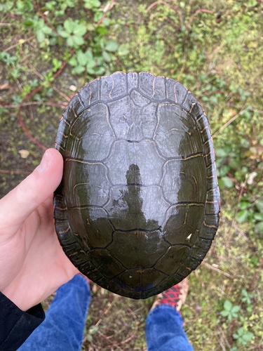 Painted Turtle, photo 3 of 9