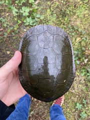 Painted Turtle photo 3