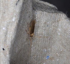 Tegenocharis tenebrans