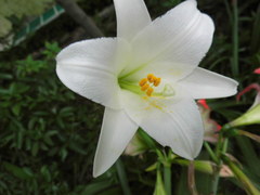 Lilium formosanum