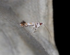 Gibbovalva singularis