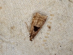 Helcystogramma hibisci