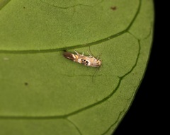 Hieromantis arcuata