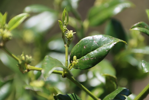 Cassinopsis ilicifolia (Cassinopsis ilicifolia)