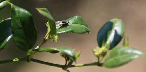 Image of Lemonthorn Cassinopsis (Cassinopsis ilicifolia) by (c) Tony Rebelo, some rights reserved (CC BY-SA)