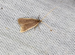 Homaloxestis multidentalis