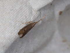 Lecithocera platomona