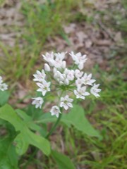 Allium fraseri