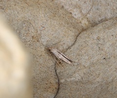 Parametriotinae