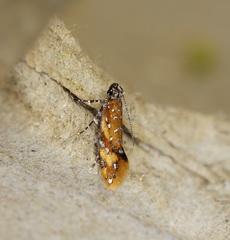 Promalactis densidentalis