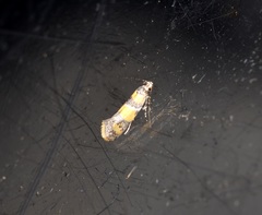 Promalactis lobatifera