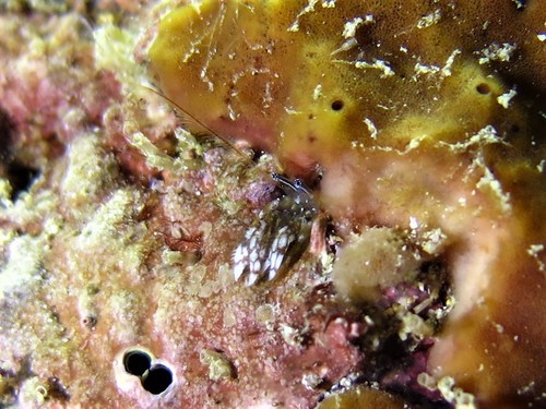 Paguritta harmsi · iNaturalist