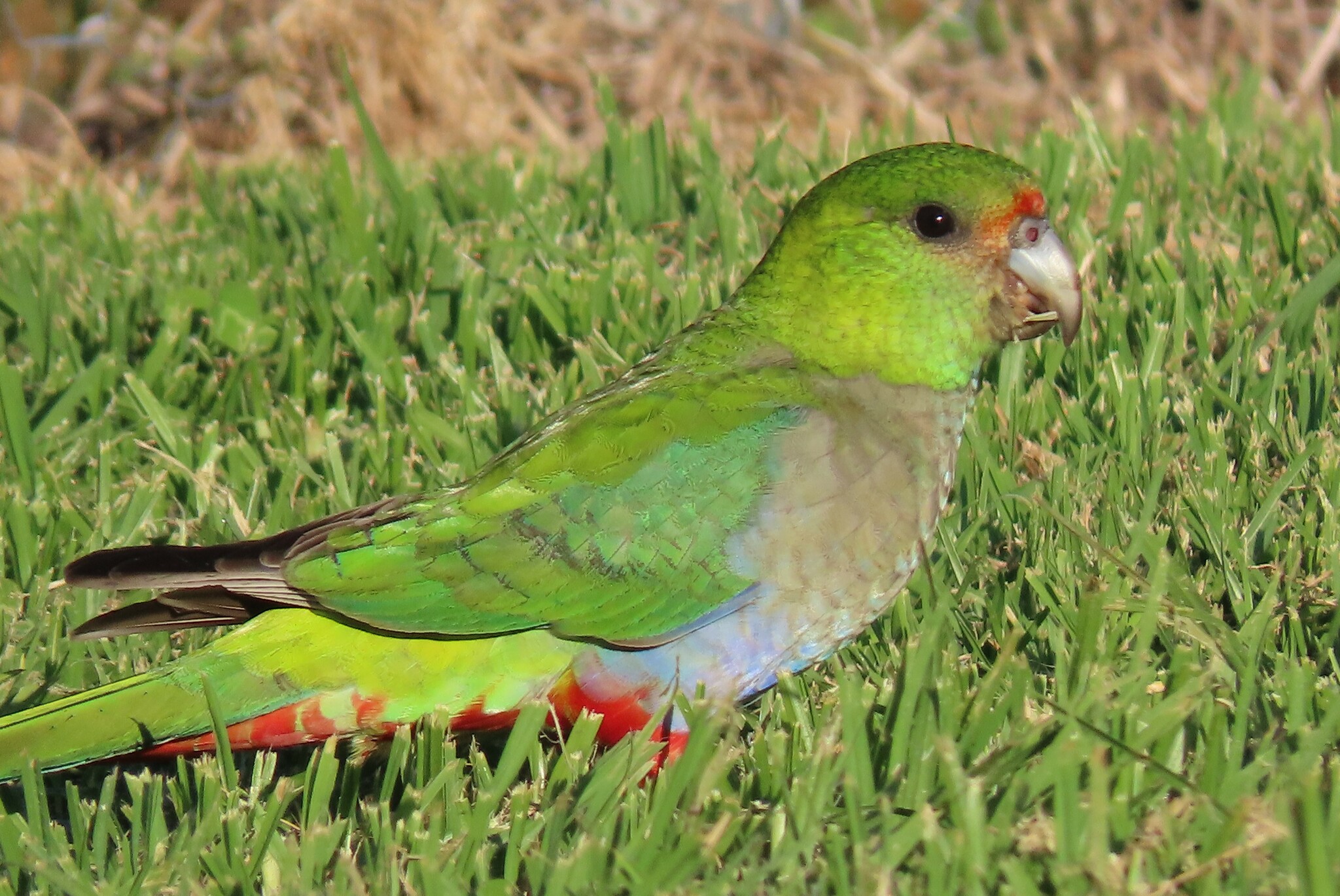 Red-capped Parrot illustration