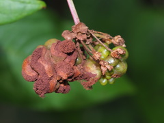 Microbotryum reticulatum