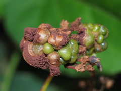 Microbotryum reticulatum