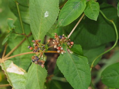 Microbotryum reticulatum