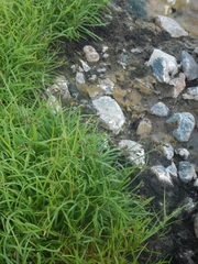 Cyperus kamtschaticus