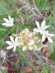 Allium canadense canadense