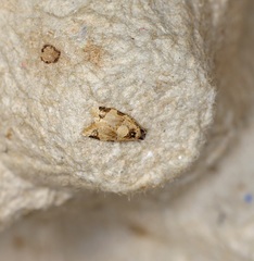 Neocalyptis liratana