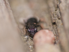 Notiophilus palustris