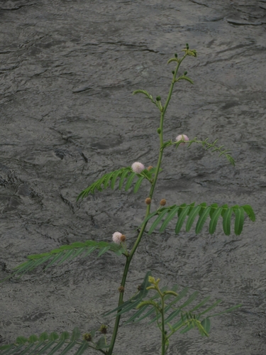 Mimosa pigra (Mimosa pigra)